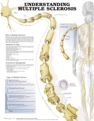 Anatomical Chart 